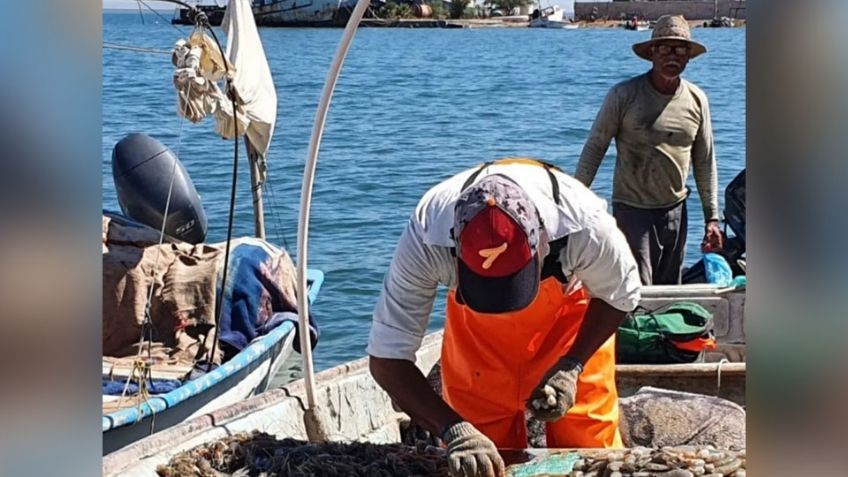 Sonora: Coesprisson levanta alerta de consumo de pescado en Yavaros