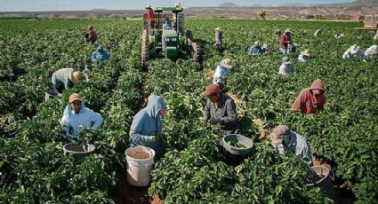 Producción de tomate en el Valle del Yaqui podría tener daños por heladas