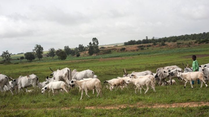 Explosión de bomba deja cerca de 30 ganaderos muertos: Denuncian bombardeo del Ejército