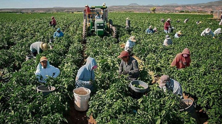 Producción de tomate en el Valle del Yaqui podría tener daños por heladas