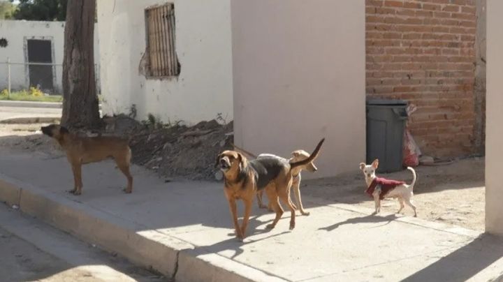 Dan seguimiento al caso de rabia en Bahía de Kino; es el primero en los últimos 16 años