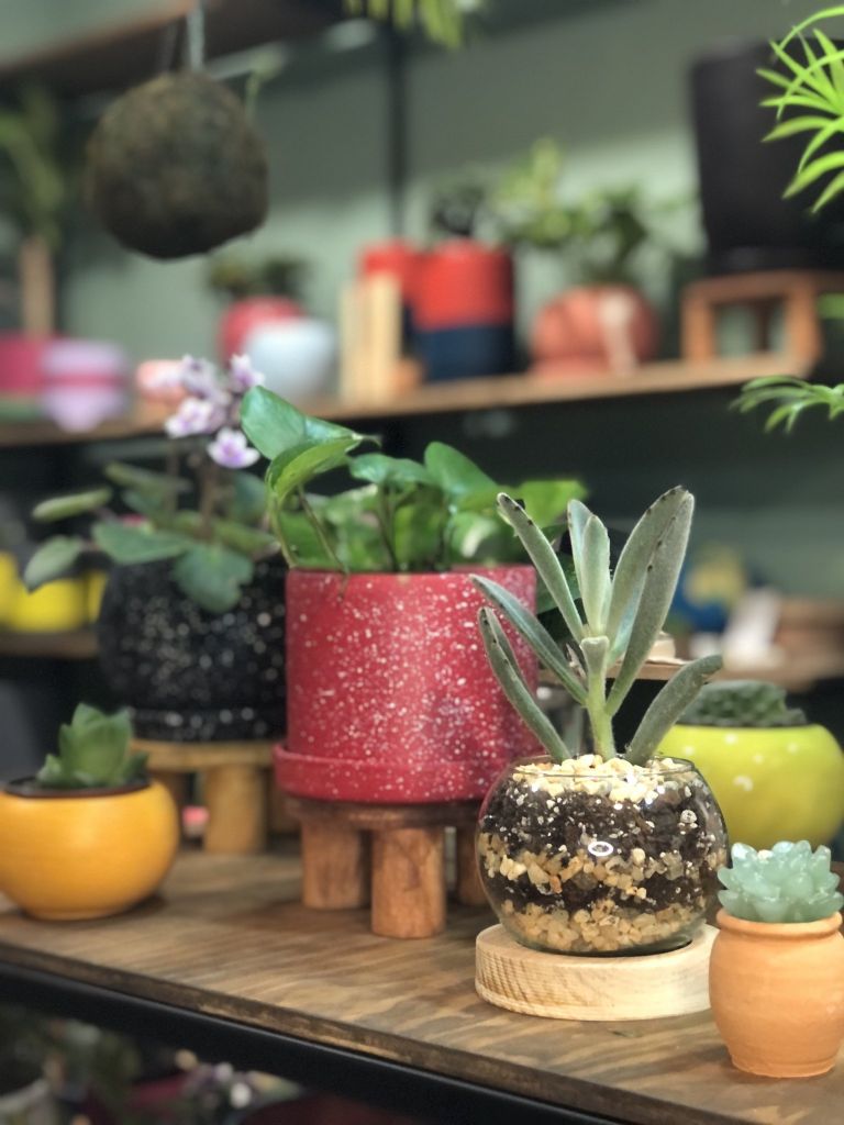 Plant Fest 2023 en la Ciudad de México