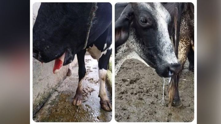 Ganado infectado, una nueva amenaza a la salud pública en la Región del Mayo