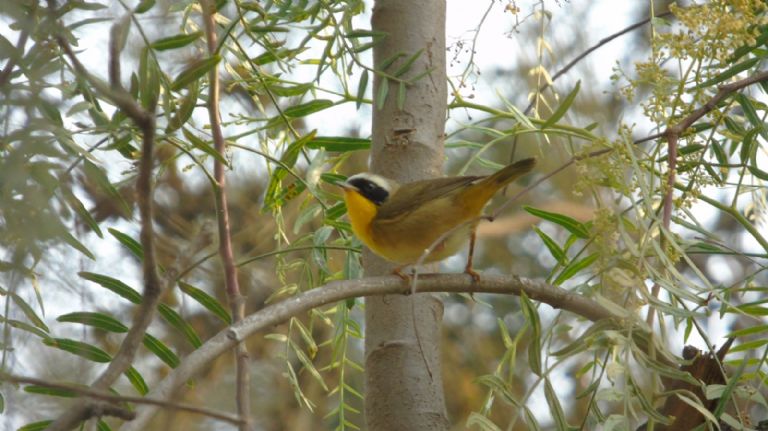 Aves migratorias en CDMX