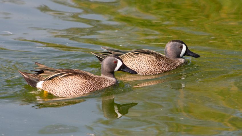No es solo la Mariposa Monarca, cientos de aves llegan a la CDMX para pasar el invierno