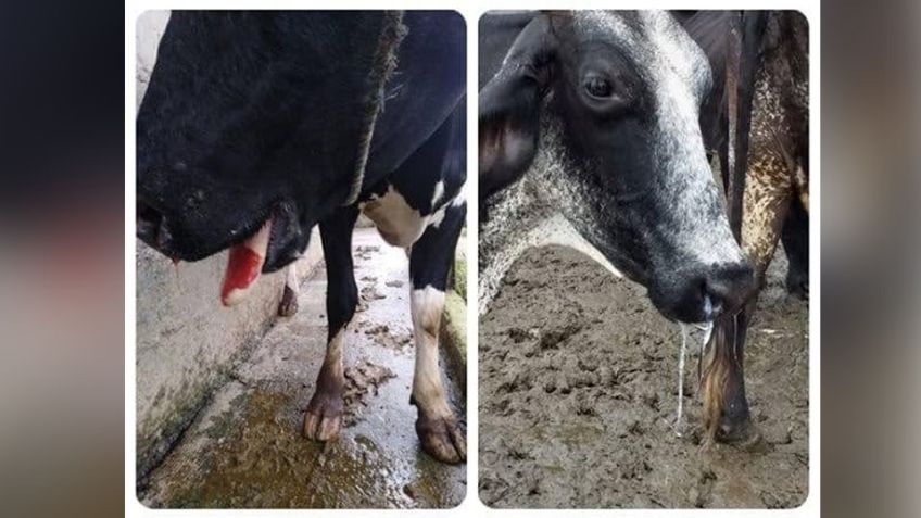 Ganado infectado, una nueva amenaza a la salud pública en la Región del Mayo