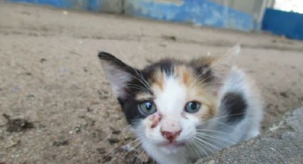FUERTE VIDEO: Sujeto mata a un gato en el Edomex; piden que sea detenido y procesado