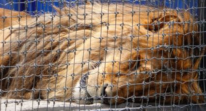 Conoce a "Iceman" y "Zendi", leones rescatados de Black Jaguar-White Tiger en el Ajusco