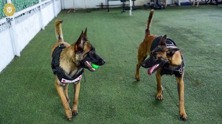 Con ayuda de la perrita "Toshka" detienen a pareja con dosis de cocaína en Indios verdes