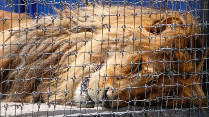 Conoce a "Iceman" y "Zendi", leones rescatados de Black Jaguar-White Tiger en el Ajusco