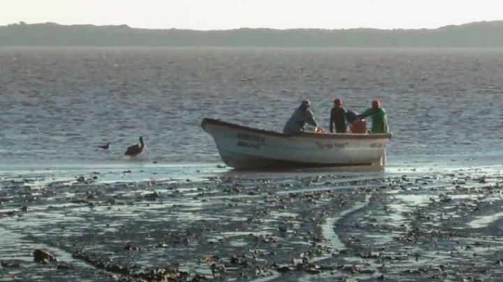 Terror en la bahía de Tobari: Testigos relatan cómo un pescador fue decapitado por un tiburón blanco