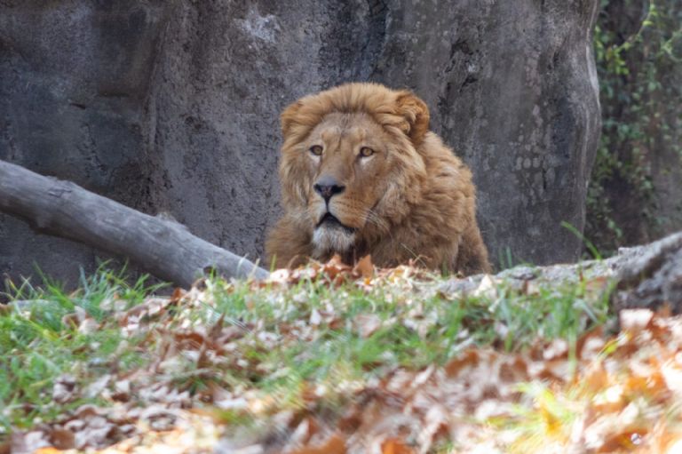 Leones rescatados de Black Jaguar-White Tiger