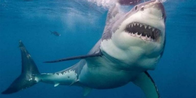 Tiburón blanco 