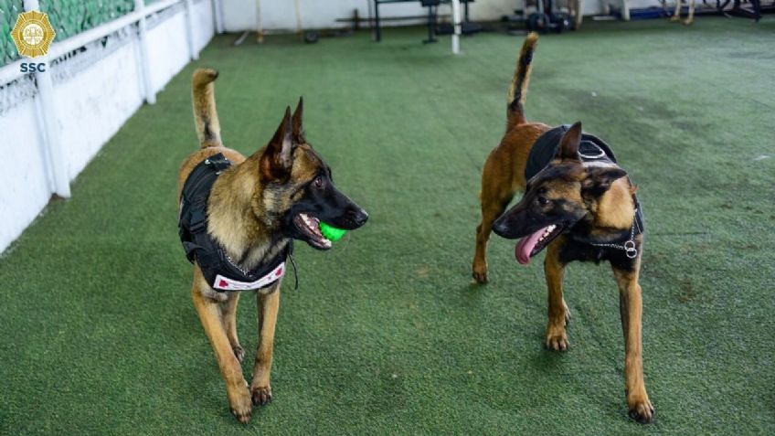 Con ayuda de la perrita "Toshka" detienen a pareja con dosis de cocaína en Indios verdes