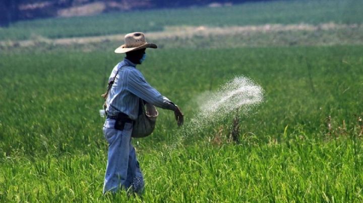 Pemex: Programa de fertilizantes gratuitos se expandirá en todo México este 2023