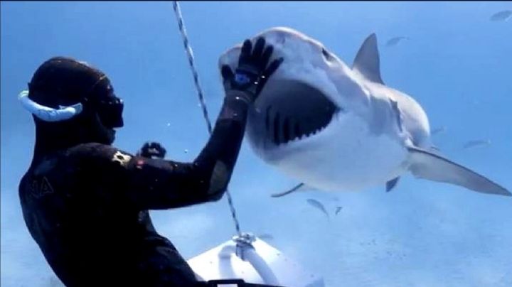 Alerta en Sonora: Ataque de tiburón en Huatabampo deja un muerto; prohíben pesca de buceo