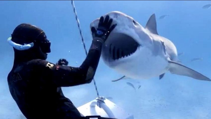 Alerta en Sonora: Ataque de tiburón en Huatabampo deja un muerto; prohíben pesca de buceo