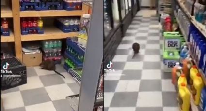 VIDEO: Rata gigante aterra a usuarios de X; así fue captada dentro de una tienda en NY