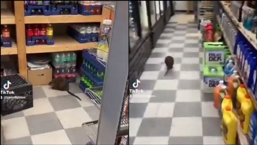 VIDEO: Rata gigante aterra a usuarios de X; así fue captada dentro de una tienda en NY