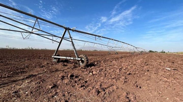 Plan de cultivos 2024 se aprueba con restricciones en el Valle del Yaqui