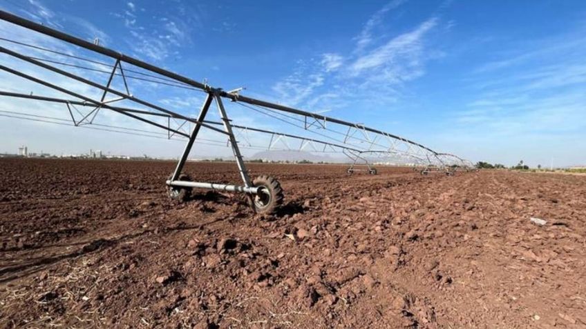 Plan de cultivos 2024 se aprueba con restricciones en el Valle del Yaqui