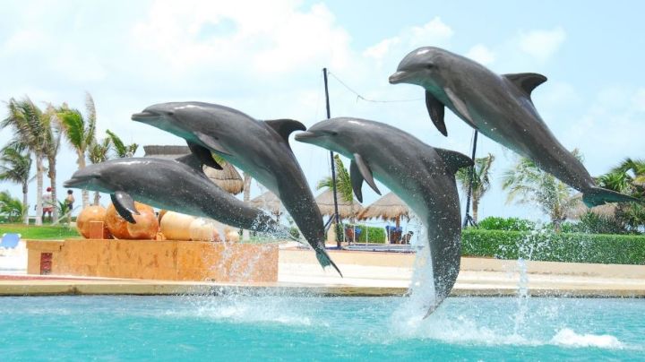 El Senado de la República podría prohibir la explotación de delfines y focas en espectáculos