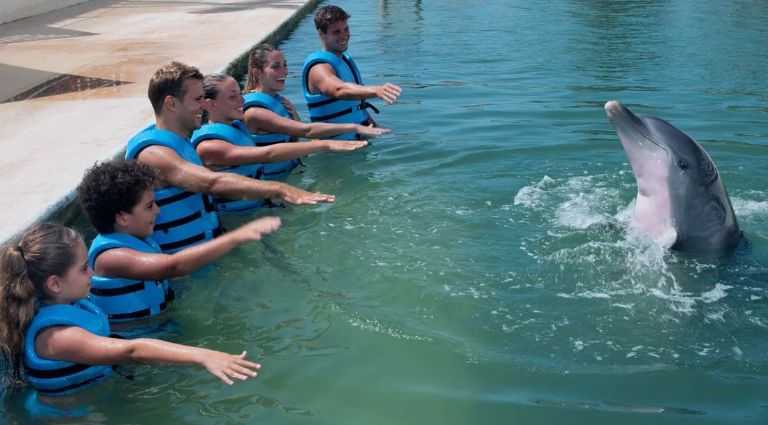 Senado de la República analizará ley contra el uso de los delfines