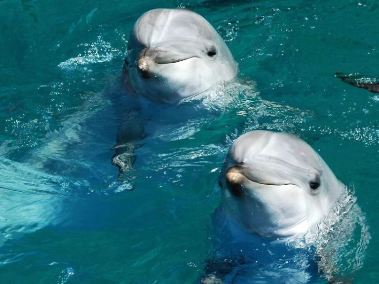 México ocupa el cuarto lugar en maltrato animales acuáticos a nivel mundial