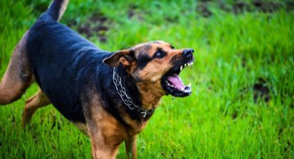 Josefina y Julieta son atacadas por perros en las calles de Nogales; ambos canes eran domésticos