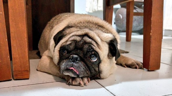 Día Internacional del Pug 2023: Una raza muy peculiar, con una historia desconocida