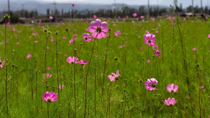 CDMX regresa al verde; plantan más de 43 millones de árboles y arbustos desde 2019