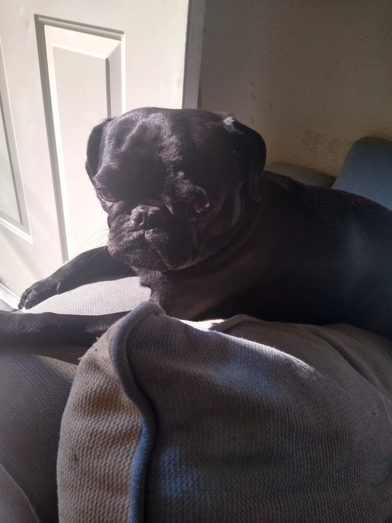 Día Internacional del Pug en México