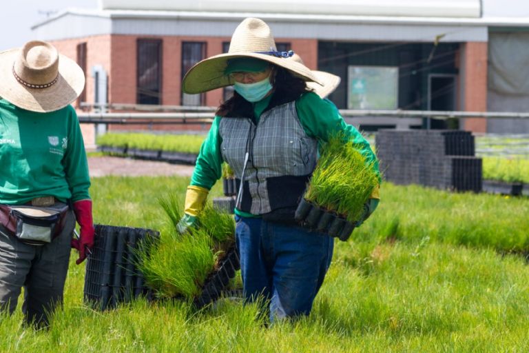 Plantan 43 millones de árboles en CDMX