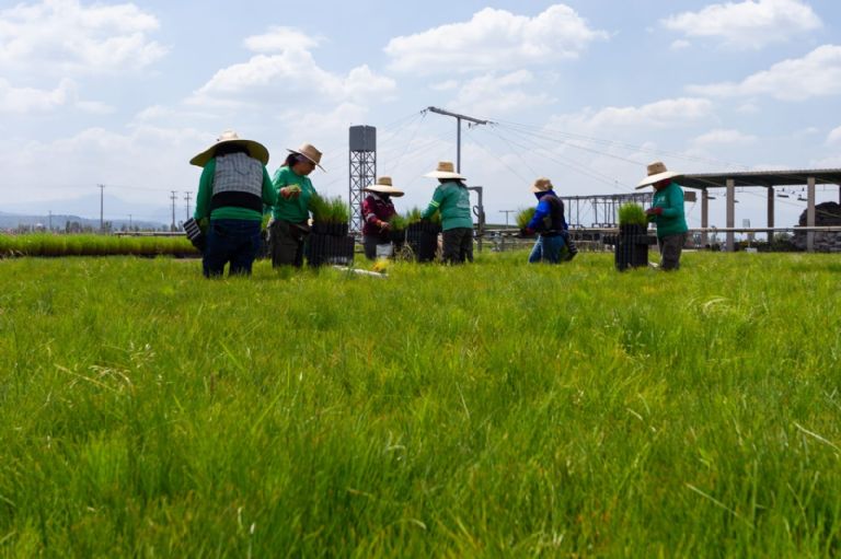 Plantan 43 millones de árboles en CDMX