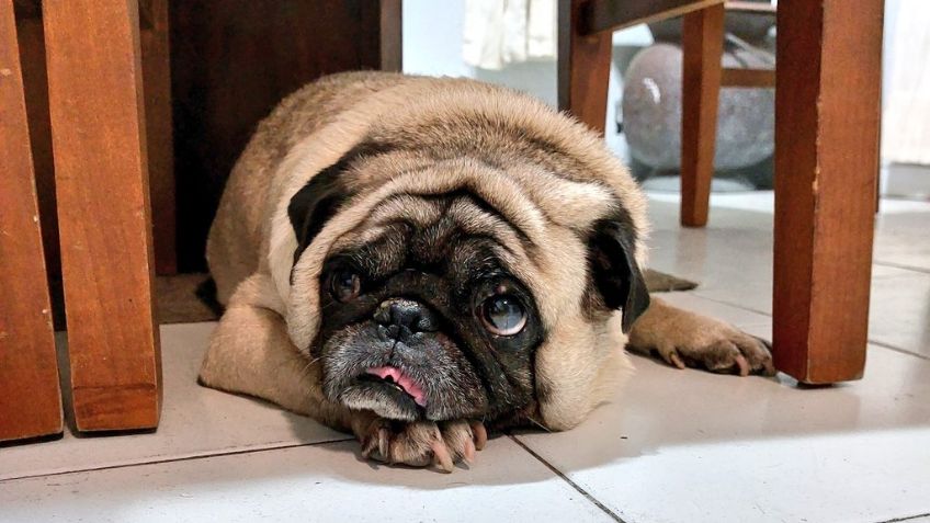 Día Internacional del Pug 2023: Una raza muy peculiar, con una historia desconocida