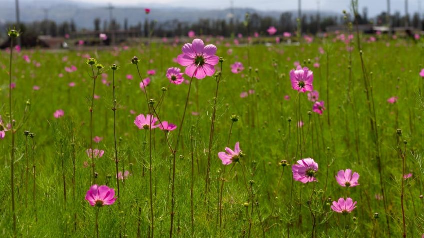 CDMX regresa al verde; plantan más de 43 millones de árboles y arbustos desde 2019