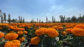 Día de Muertos 2023: En estos lugares de CDMX puedes comprar flores de cempasúchil originales