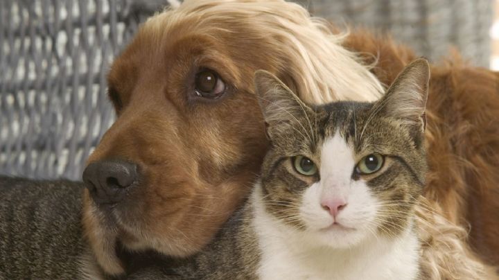 400 perros y gatos son rescatados de una red de tráfico de animales; los tenían en condiciones insalubres