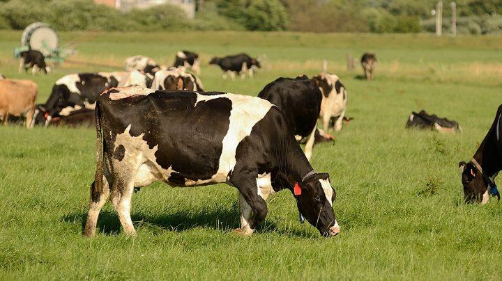¡De no creerse! Vaca provoca fuerte accidente vehicular en el Sur de Sonora
