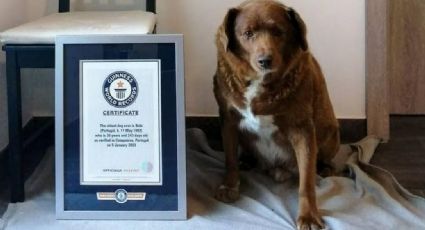 Luto en el mundo: Fallece 'Bobi', el perro más viejo de la historia; tenía 31 años de edad