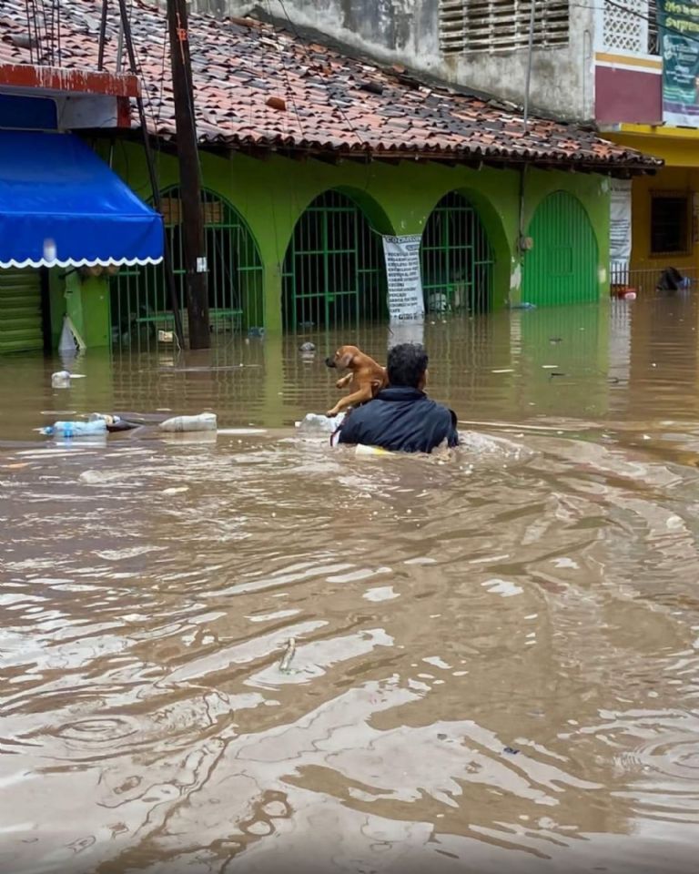 Hombre cargando a su mascota luego de la tragedia