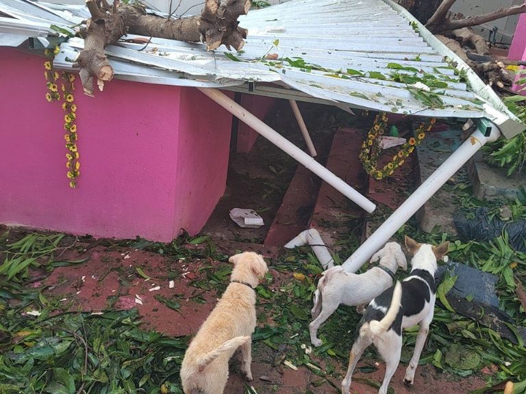 Refugio Patitas Felices tras el huracán Otis