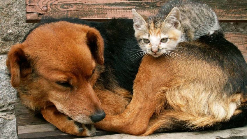 Centro de Acopio en el Estado de México recibe donaciones de alimentos para animales de compañía