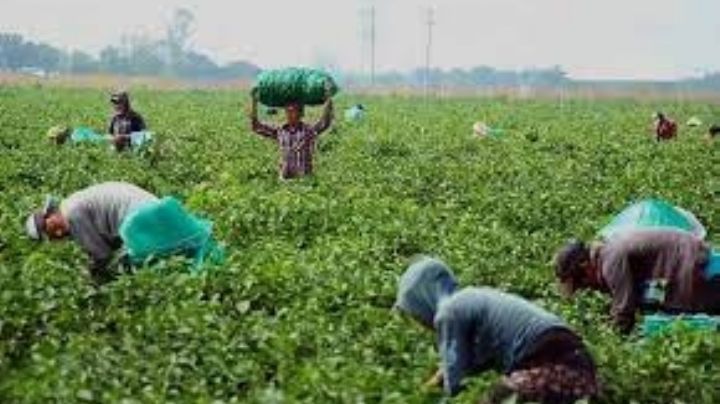 Presupuesto para el Campo en 2024 debe acercarse a los 130mdp, consideran