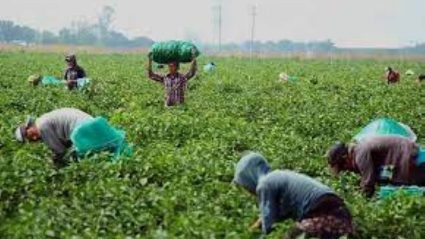 Presupuesto para el Campo en 2024 debe acercarse a los 130mdp, consideran