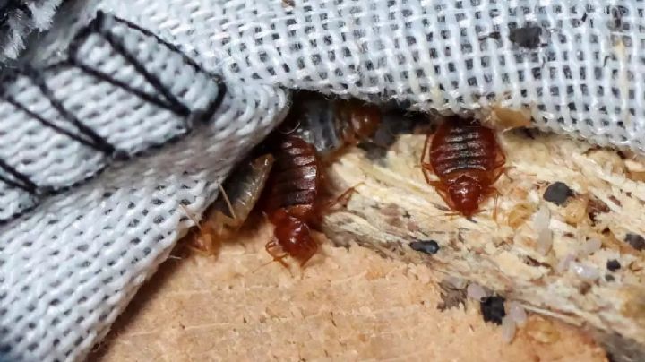 Plaga de chinches: Investigadora de la UNAM asegura que se trata de 'psicosis' injustificada