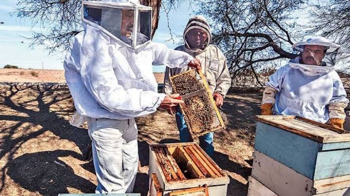 Apicultores del Sur de Sonora piden que se regule su actividad: No hay legislación