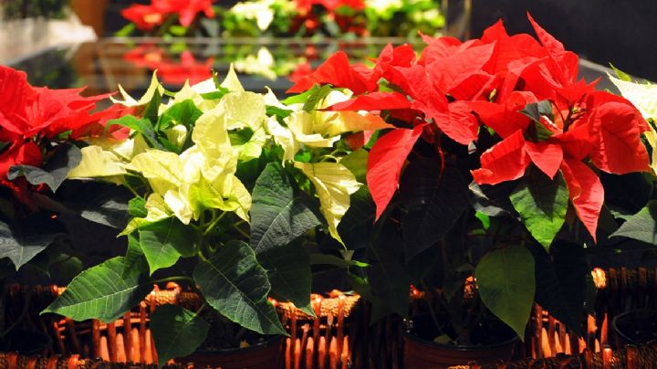 Haz que tu flor nochebuena vuelva a florecer sin problemas; así es cómo puedes lograrlo
