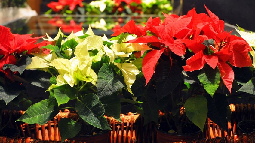 Haz que tu flor nochebuena vuelva a florecer sin problemas; así es cómo puedes lograrlo