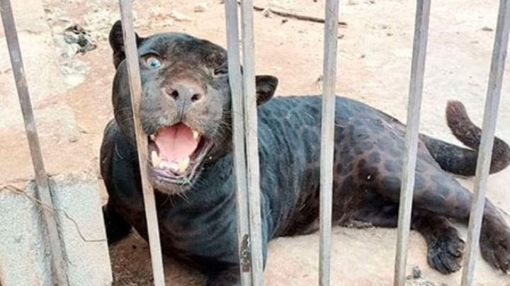 Jaguar ataca a niña en Ciudad Juárez; le habría arrancado el brazo, Fiscalía investiga